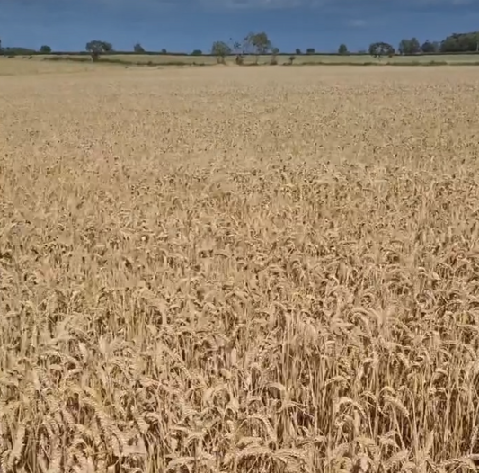 Northumberland Farm Life in August: A Season of Harvest and Hard Work