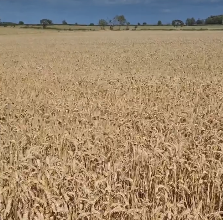 Northumberland Farm Life in August: A Season of Harvest and Hard Work