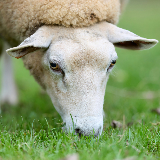 Why RB Sellars Shirts Were Our Ultimate Shearing Companion This Summer